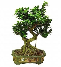 Bonsai-saks iei